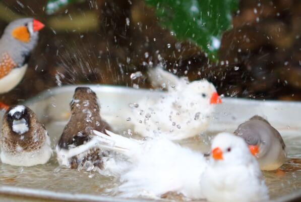 文鳥の水浴び