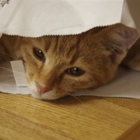 ネコ