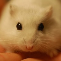 ハムスター