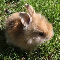 ウサギ