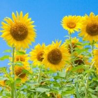 夏のヒマワリ